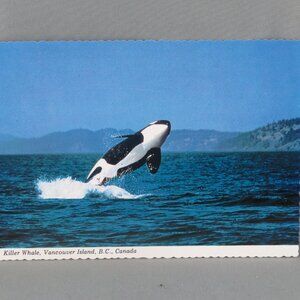 Vintage Postcard - Killer Whale Vancouver Island Canada - Peacock Postcard